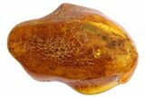Detailed Fossil Ant (Formicidae) In Baltic Amber #84634-1